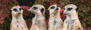 A group of 4 meerkats.