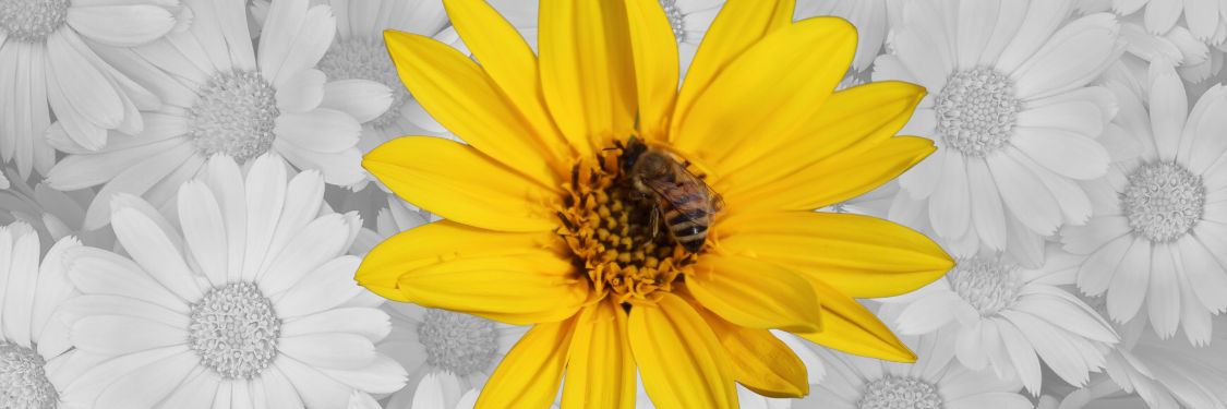 bright yellow flower with a bee on a grey background