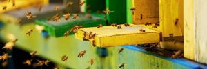 bees entering the hive
